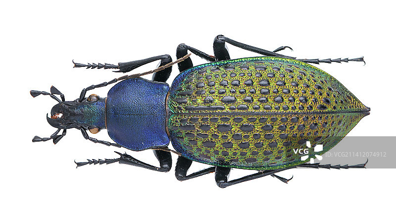 Carabus (Coptolabrus) formosus Semenov, 1887 丽步甲图片素材