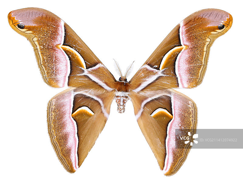 美丽的昆虫标本微距摄影樗蚕 Samia sp.图片素材