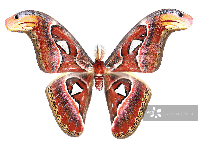 美丽的昆虫标本微距摄影Attacus atlas  乌桕大蚕蛾图片素材