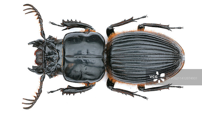 格瑞大黑蜣 Proculus goryi (Melly, 1833)图片素材