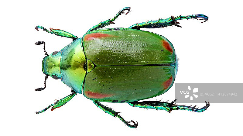 Callistethus stoliczkae Sharp.1873 红斑矛丽金龟图片素材