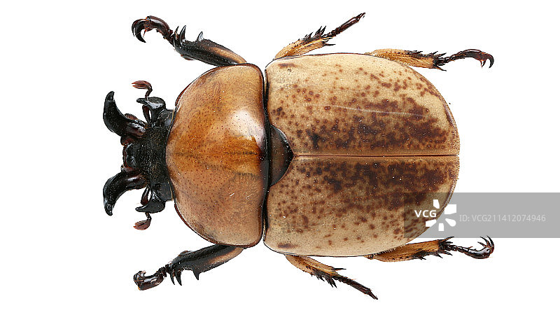 Dicaulocephalus fruhstorferi Felsche, 1901 獠牙猪金龟图片素材