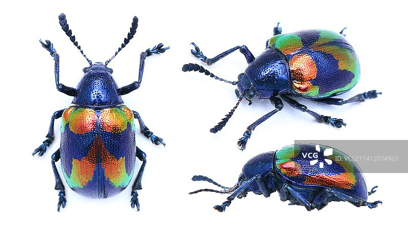 Platycorynus  undatus (Olivier, 1791) 波纹扁角肖叶甲图片素材