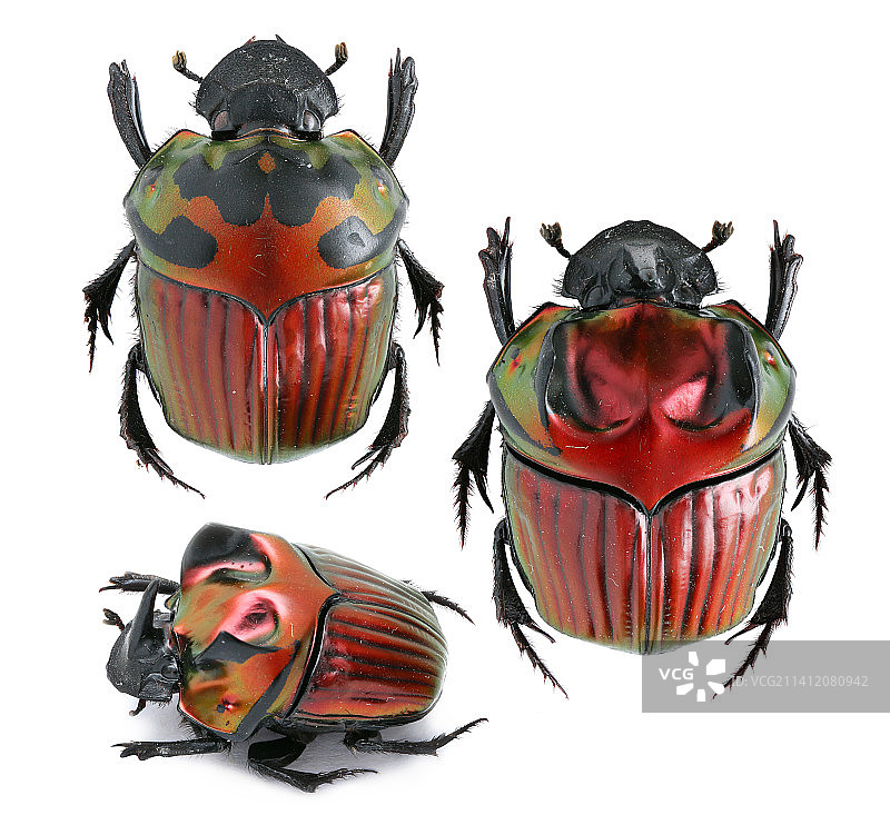 Oxysternon festivum (Linnaeus, 1758)红宝石蜣螂图片素材