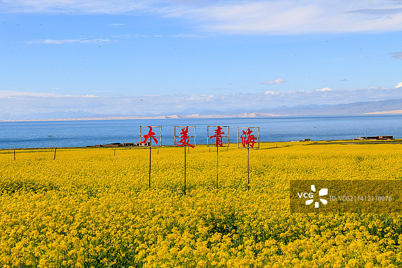 青海省海南藏族自治州：青海湖风光（湖畔油菜花盛开，金黄一片）图片素材