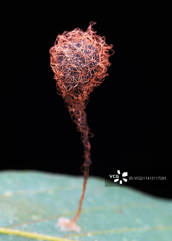 核弹？（虫卵）图片素材