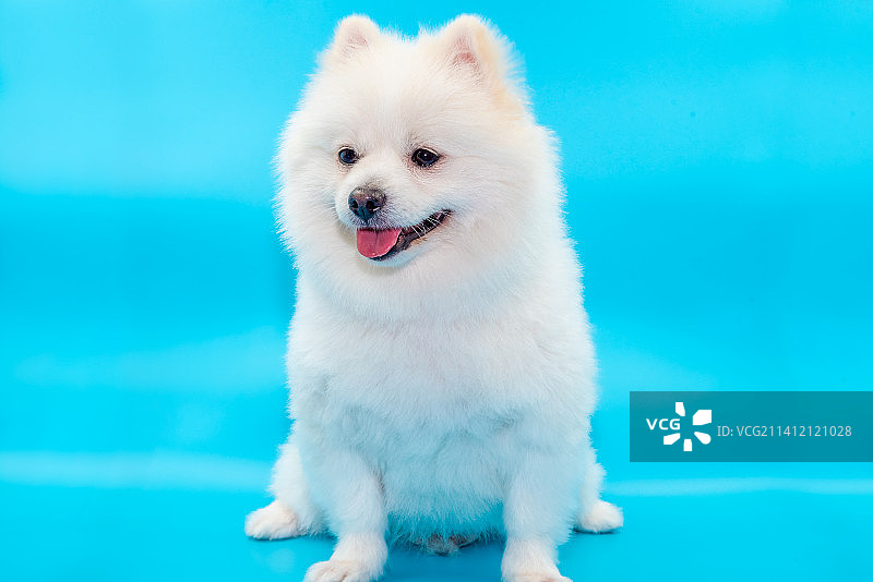 白色博美犬图片素材