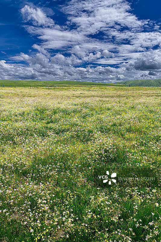 夏季的俄么塘花海景色图片素材
