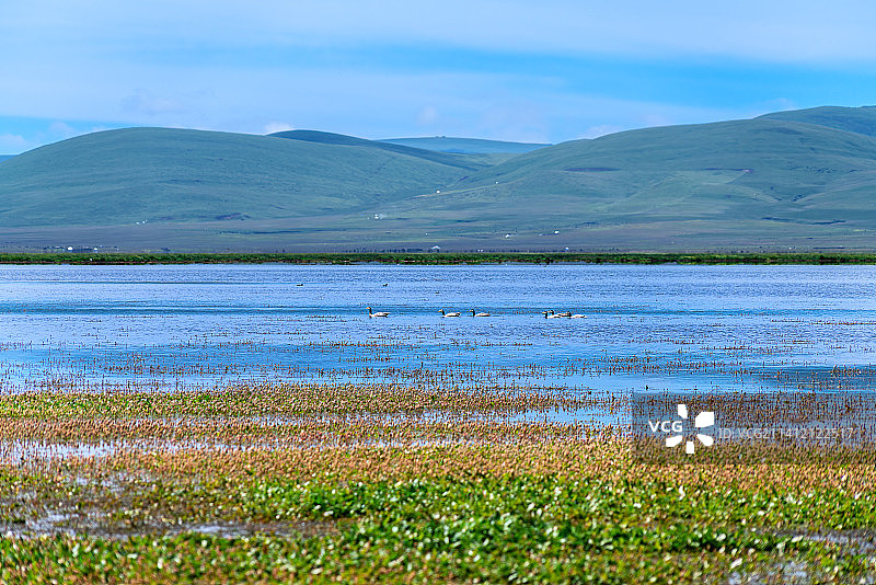 甘南尕海湿地生态风光图片素材