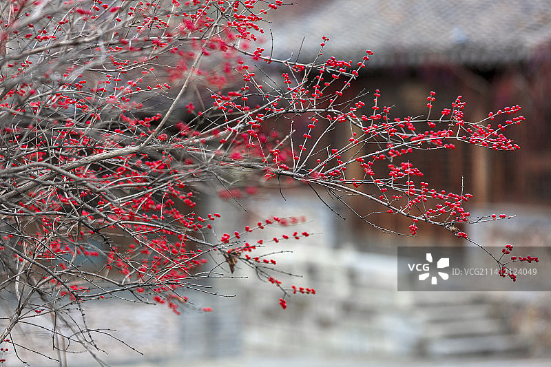 北京初冬：古镇的金银木一树红果满枝头图片素材