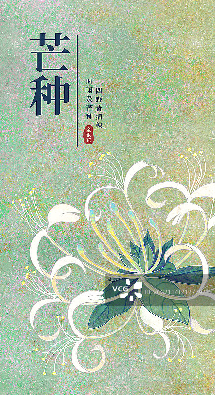 二十四节气芒种海报肌理岩彩风格植物系列金银花图片素材