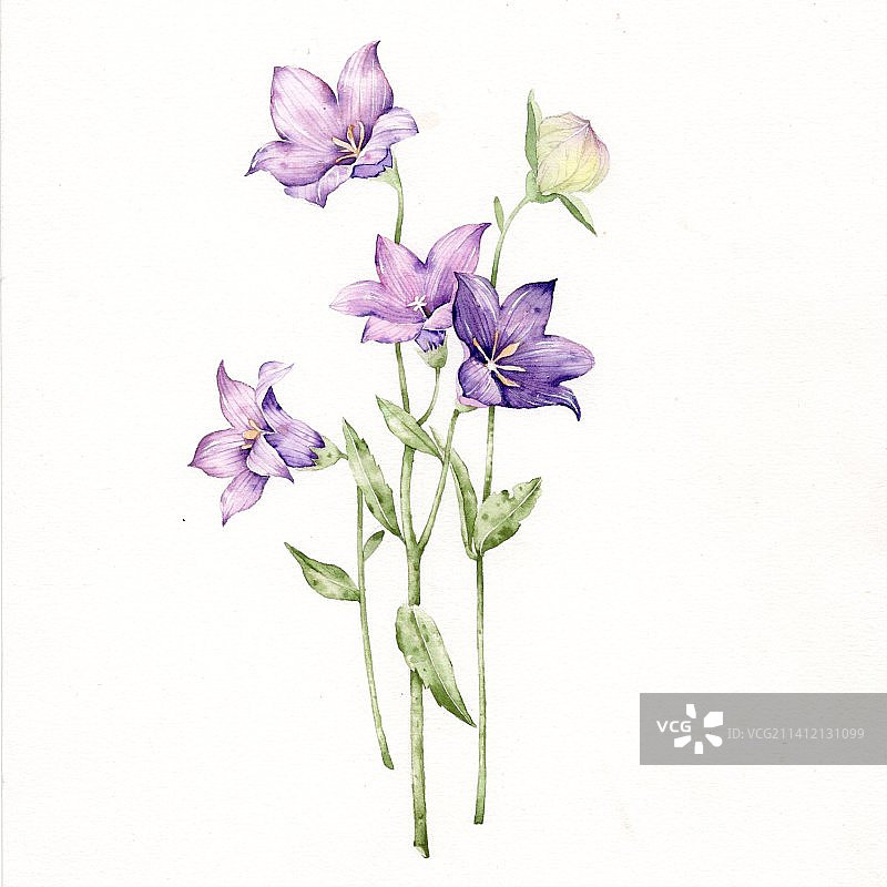 清新小花束1-桔梗花图片素材