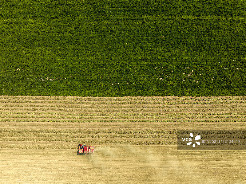 航拍秋天农村农机收获田地里的花生农作物图片素材