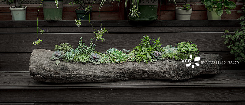 多肉植物图片素材