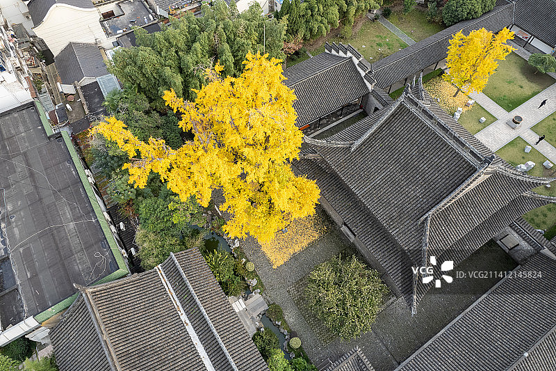 江苏扬州：航拍西方寺740岁古银杏图片素材