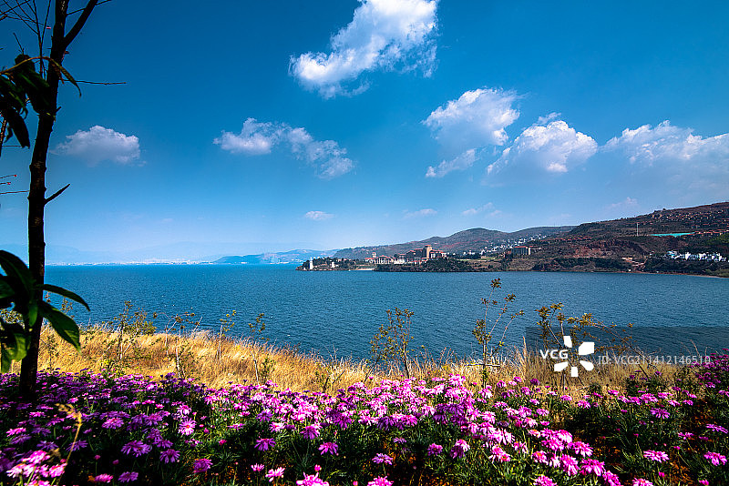 开满鲜花的云南抚仙湖图片素材