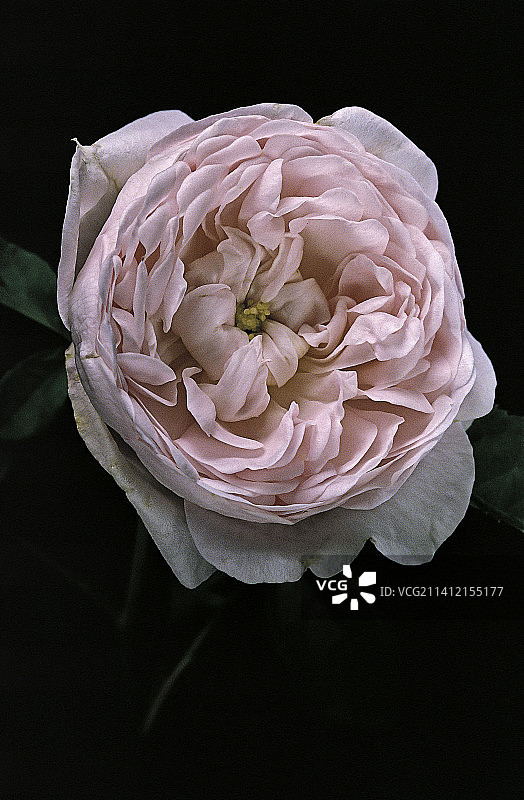 杜切斯·德·蒙特贝洛蔷薇（法国蔷薇，普罗万玫瑰）图片素材