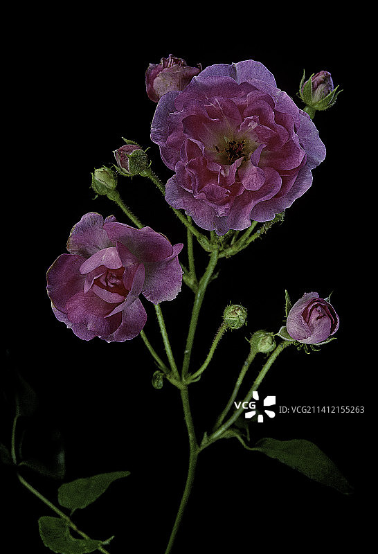 ‘马曼·图尔巴特’蔷薇（多花蔷薇，小玫瑰，日本玫瑰，多花玫瑰）图片素材