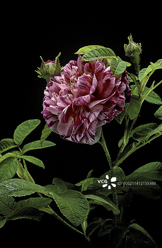 法国蔷薇图片素材