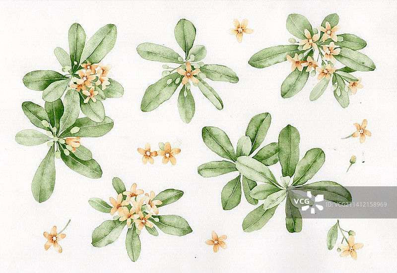 绿色海桐花叶图片素材