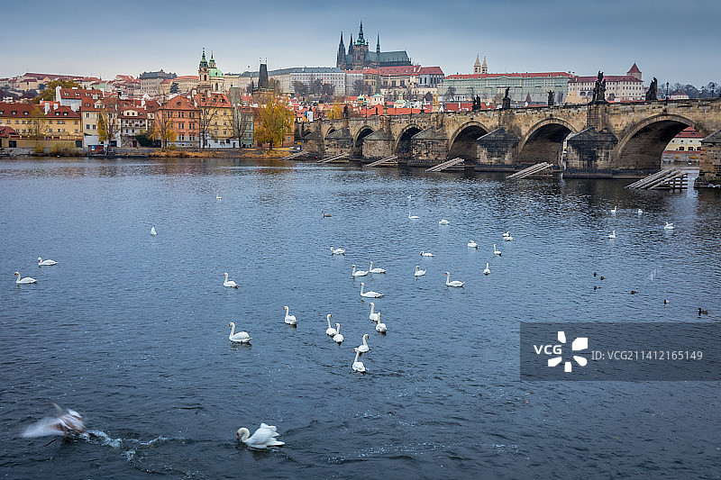 伏尔塔瓦河上的天鹅与布拉格查理大桥图片素材