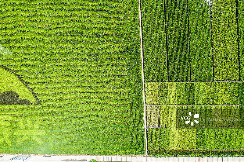 航拍：新疆米东区  秋天的水稻 稻田画图片素材