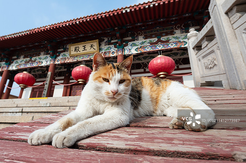 徐州宝莲寺天王殿前的三花猫图片素材