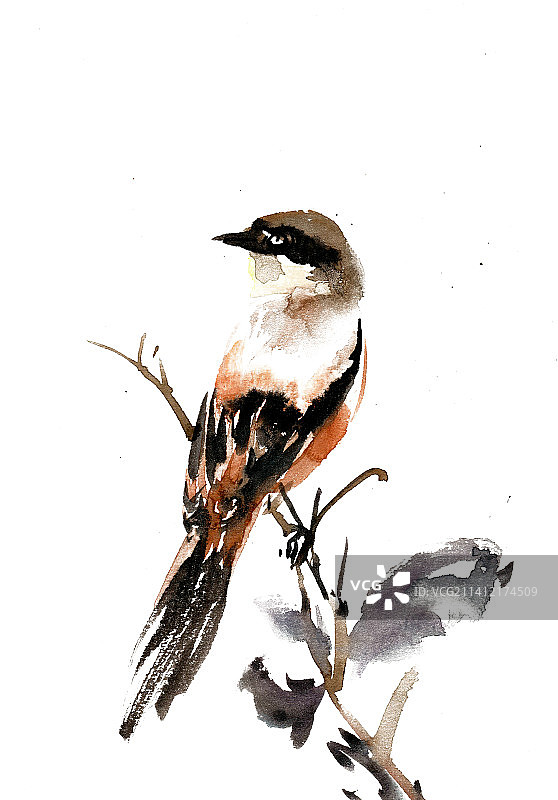 枝头的小鸟图片素材