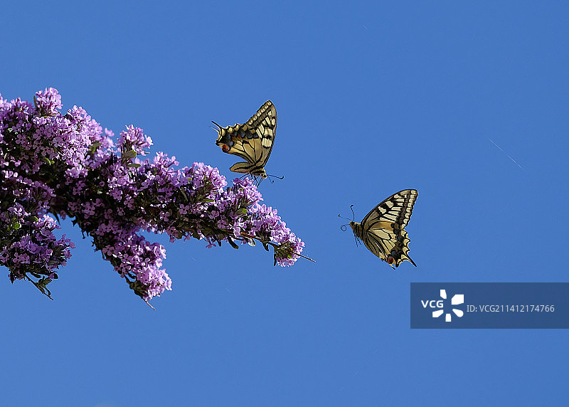 金凤蝶图片素材
