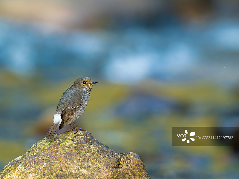 溪流边的红尾水鸲图片素材