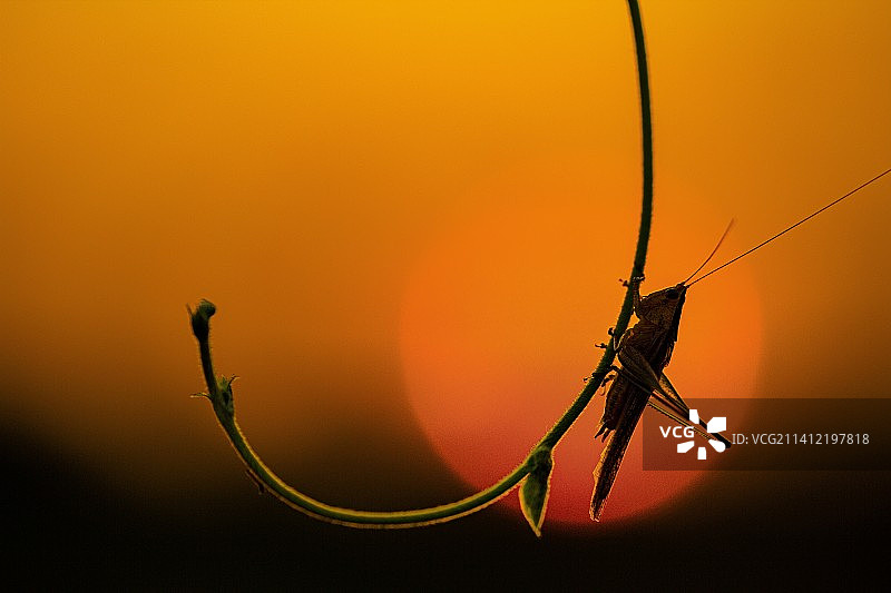 夕阳下图片素材