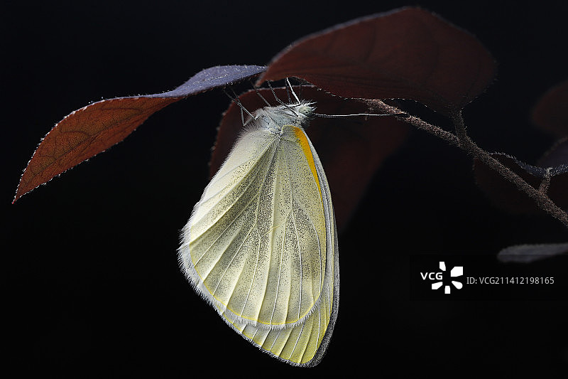叶片下的菜粉蝶图片素材