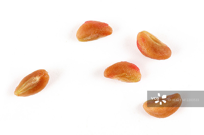 新鲜的山楂籽孤立在白色背景上图片素材