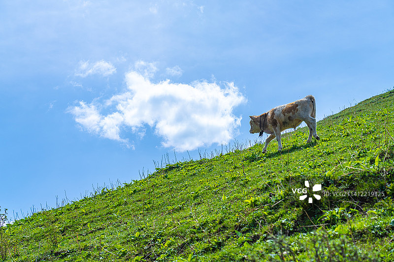 新疆那拉提草原 山区 牛在牧场上 吃草图片素材