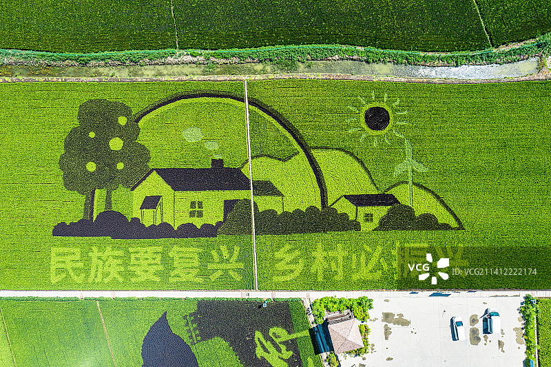 航拍：新疆 水稻 稻田画图片素材