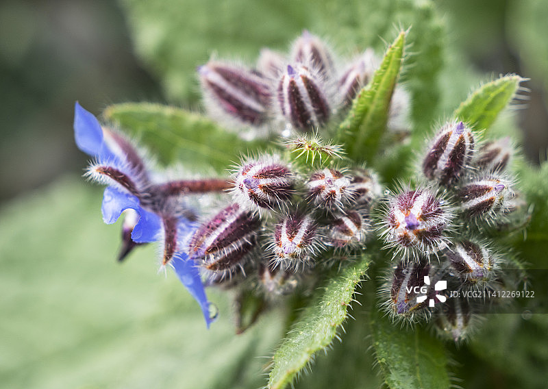 Glass chicory精灵玻璃苣17图片素材