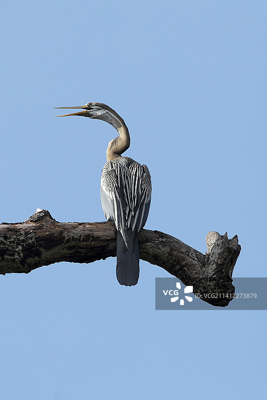站在树枝上的黑腹蛇鹈图片素材