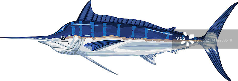 马林鱼海洋生物图片素材