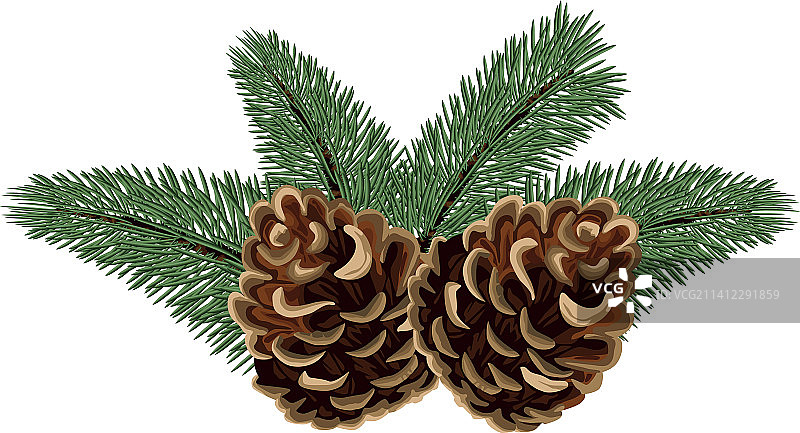 圣诞松树和球果图片素材