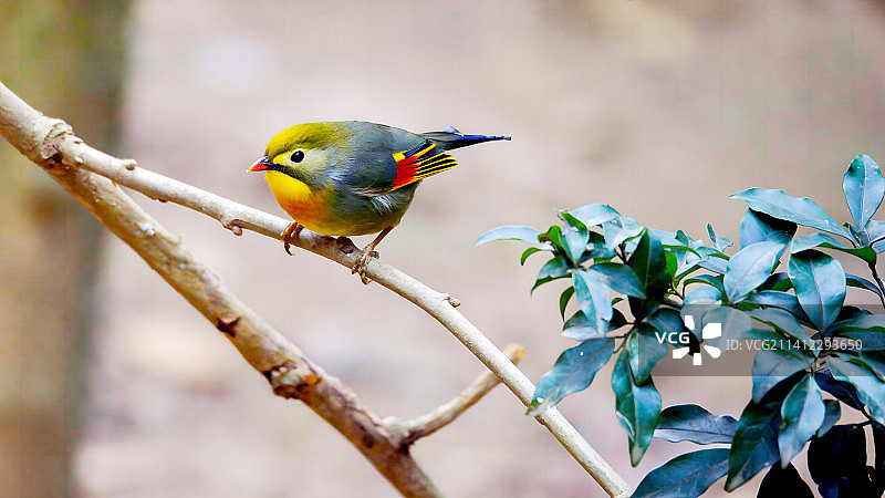红嘴相思鸟图片素材