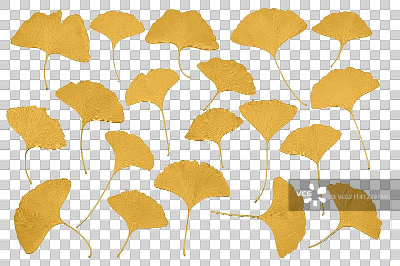 金黄色的银杏叶免扣素材图片素材