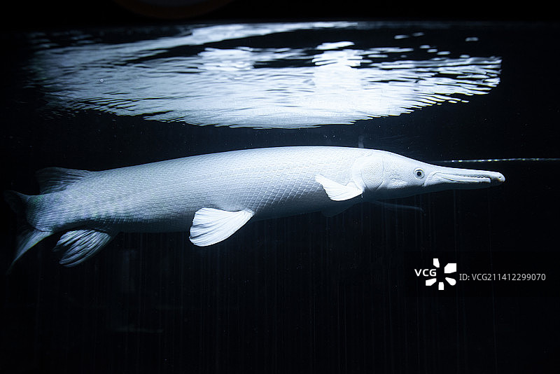 白色福鄂图片素材