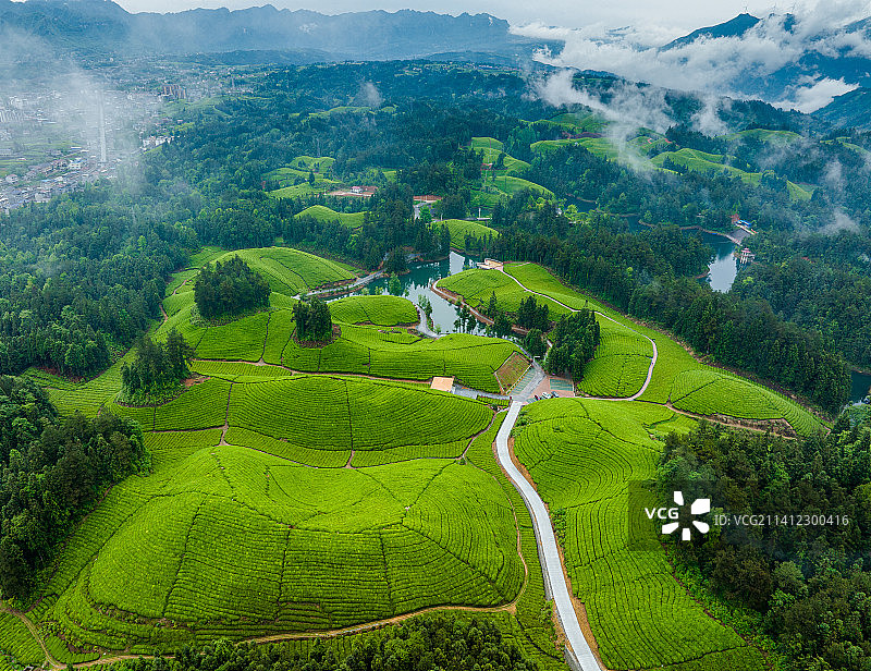 恩施州鹤峰县走马镇木耳山茶园春色图片素材