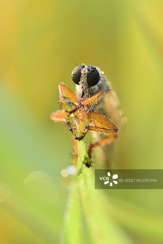 一只虻图片素材