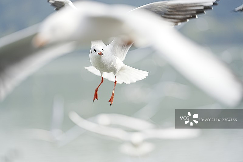 西伯利亚红嘴鸥图片素材