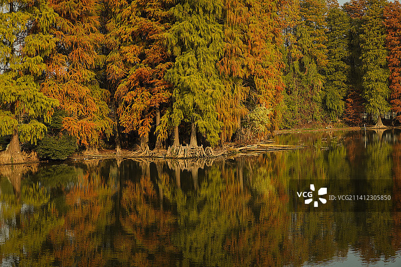 东湖水杉图片素材