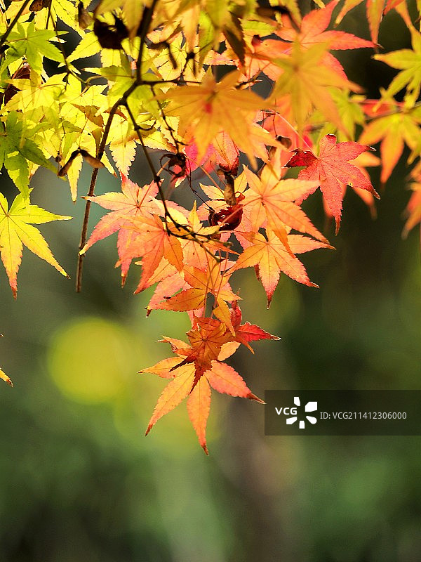 Autumn scenery图片素材