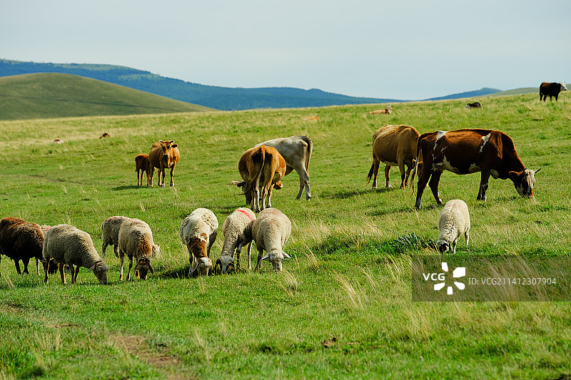 内蒙古草原上成群的牛羊图片素材