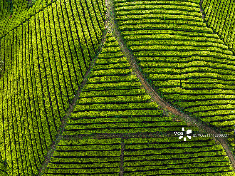 恩施玉露茶园茶树风光图片素材