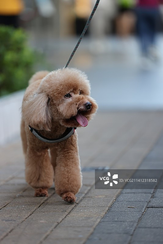 人行道上的贵宾犬图片素材